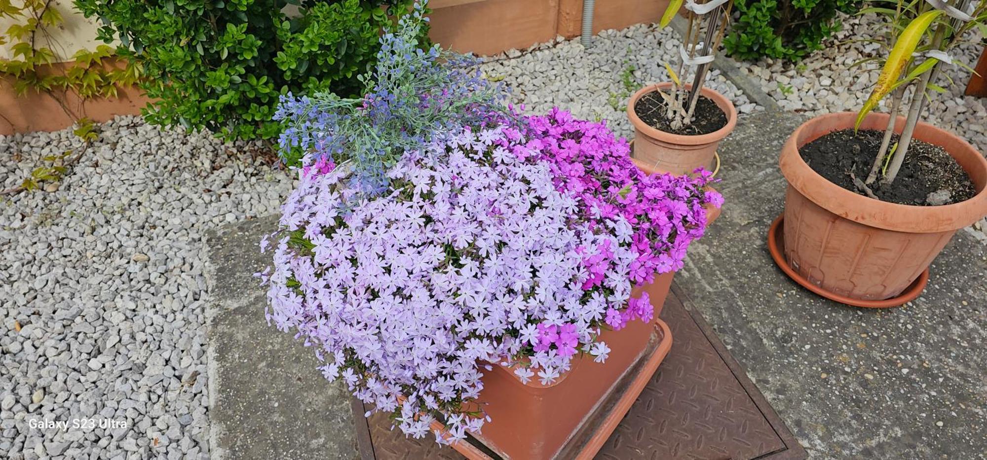 Apartmanovy Dom Flora Veľký Meder Dış mekan fotoğraf